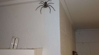 Adivina dónde está el garaje con una araña del tamaño de tu cara viviendo con su dueño
